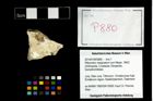 Foto (Objekt + Etikett) von Pithonoton marginatum (von Meyer, 1842)  (NHMW-GEO-2014-0194-0880)